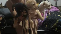 Tawny, a female Chorkie for sale in Campbellton, FL – 3 of 5