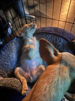 Tawny, a female Chorkie for sale in Campbellton, FL – 5 of 5