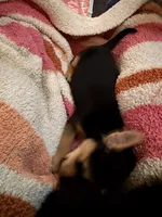 Kyra, a female Chorkie for sale in Campbellton, FL – 2 of 2