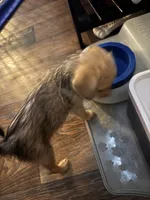 Tawny, a female Chorkie for sale in Campbellton, FL – 1 of 5