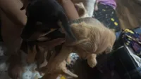 Tawny, a female Chorkie for sale in Campbellton, FL – 4 of 5