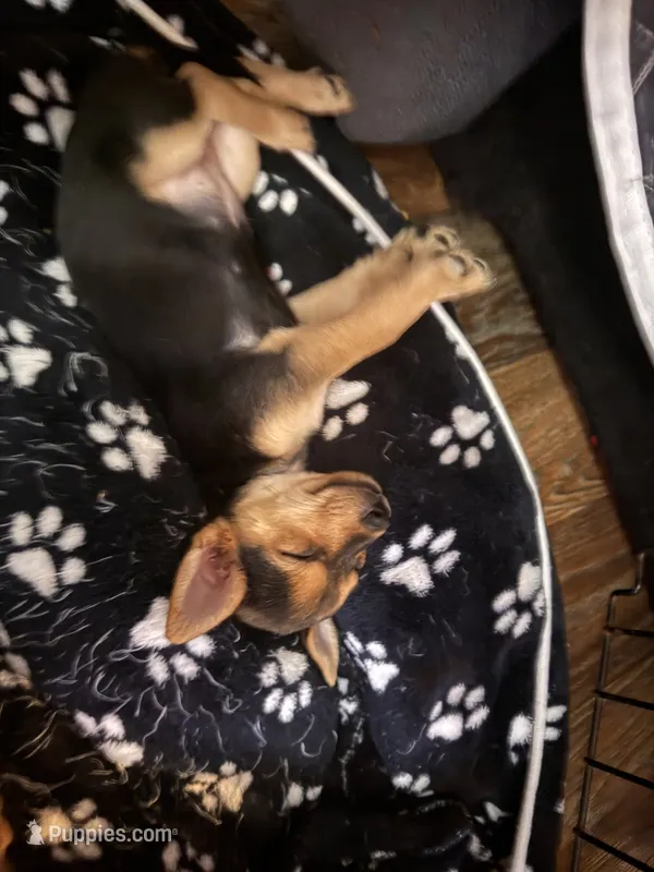 Kyra – Chorkie puppy for sale in Campbellton, FL