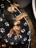 Kyra, a female Chorkie for sale in Campbellton, FL – 1 of 2