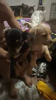 Tawny, a female Chorkie for sale in Campbellton, FL – 2 of 5