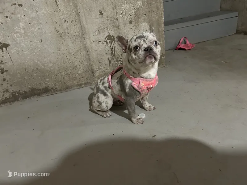 Lady  – French Bulldog puppy for sale in Kansas City, MO