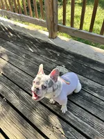 Chadda , a female French Bulldog for sale in Kansas City, MO – 5 of 5