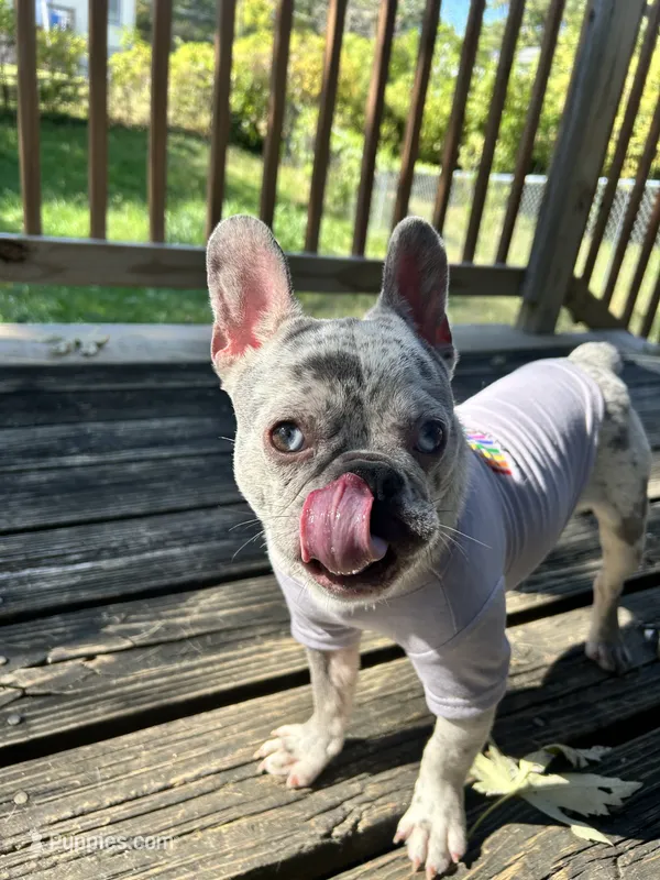 Chadda  – French Bulldog puppy for sale in Kansas City, MO