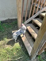 Mihou, a female French Bulldog for sale in Kansas City, MO – 2 of 2