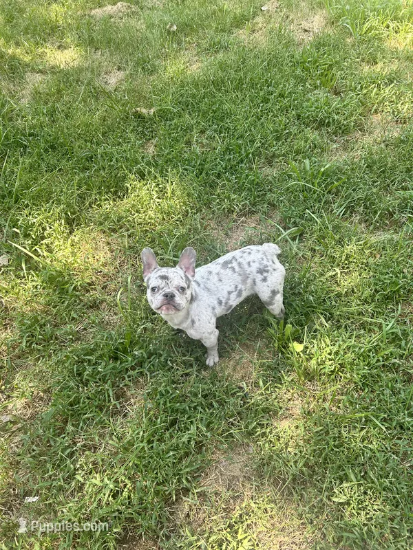 Lady  – French Bulldog puppy for sale in Kansas City, MO
