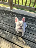 Chadda , a female French Bulldog for sale in Kansas City, MO – 2 of 5