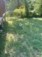 Kova, a female French Bulldog for sale in Kansas City, MO – 5 of 8