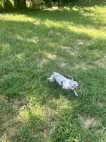 Kova, a female French Bulldog for sale in Kansas City, MO – 6 of 8