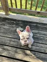 Chadda , a female French Bulldog for sale in Kansas City, MO – 4 of 5