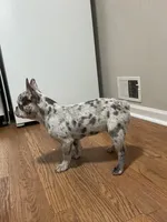Kova, a female French Bulldog for sale in Kansas City, MO – 7 of 8