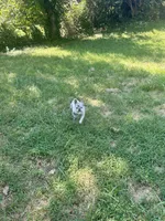 Kova, a female French Bulldog for sale in Kansas City, MO – 4 of 8