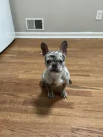 Kova, a female French Bulldog for sale in Kansas City, MO – 8 of 8