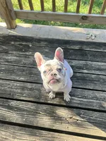 Chadda , a female French Bulldog for sale in Kansas City, MO – 3 of 5