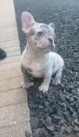Kova, a female French Bulldog for sale in Kansas City, MO – 1 of 8