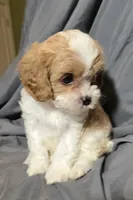 Frappe, a female Cavapoo for sale in Lexington, TN – 2 of 4