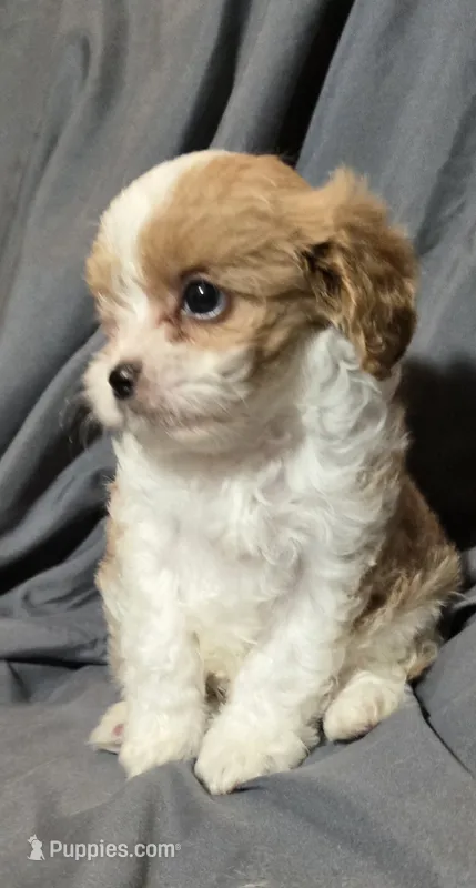 Frappe – Cavapoo puppy for sale in Lexington, TN