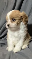 Frappe, a female Cavapoo for sale in Lexington, TN – 1 of 4