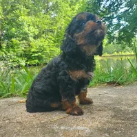 Rocky, a male Cavapoo for sale in Lexington, TN – 2 of 3
