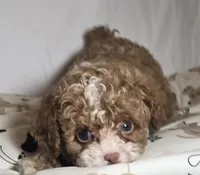 Ripkin, a male Cavapoo for sale in Lexington, TN – 2 of 4