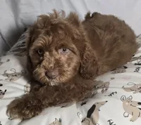 Big Red , a male Cavapoo for sale in Lexington, TN – 4 of 4