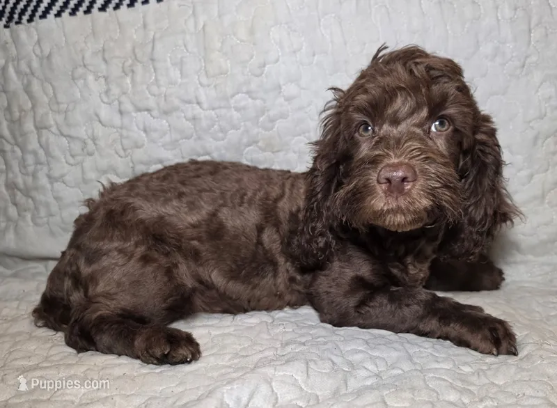 Dutch – Cavapoo puppy for sale in Lexington, TN