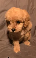 Cinnamon, a female Cavapoo for sale in Lexington, TN – 2 of 3
