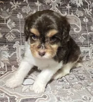Latte, a female Cavapoo for sale in Lexington, TN – 4 of 4