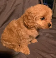 Cinnamon, a female Cavapoo for sale in Lexington, TN – 3 of 3
