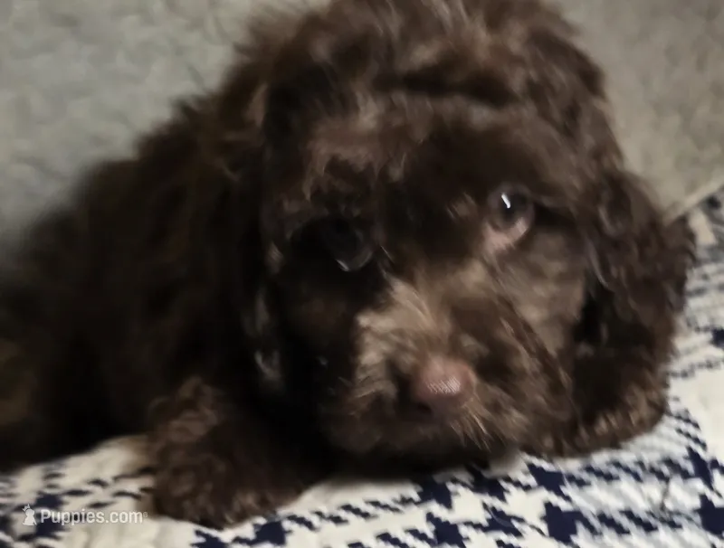 Dutch – Cavapoo puppy for sale in Lexington, TN