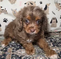 Harley, a male Cavapoo for sale in Lexington, TN – 2 of 3