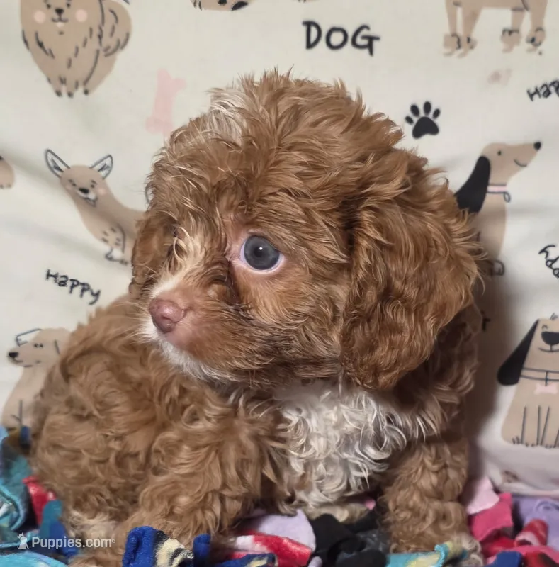 Rusty – Cavapoo puppy for sale in Lexington, TN