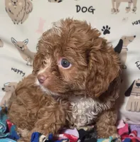 Rusty, a male Cavapoo for sale in Lexington, TN – 1 of 1