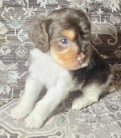 Latte, a female Cavapoo for sale in Lexington, TN – 1 of 4