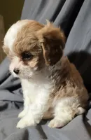 Frappe, a female Cavapoo for sale in Lexington, TN – 4 of 4