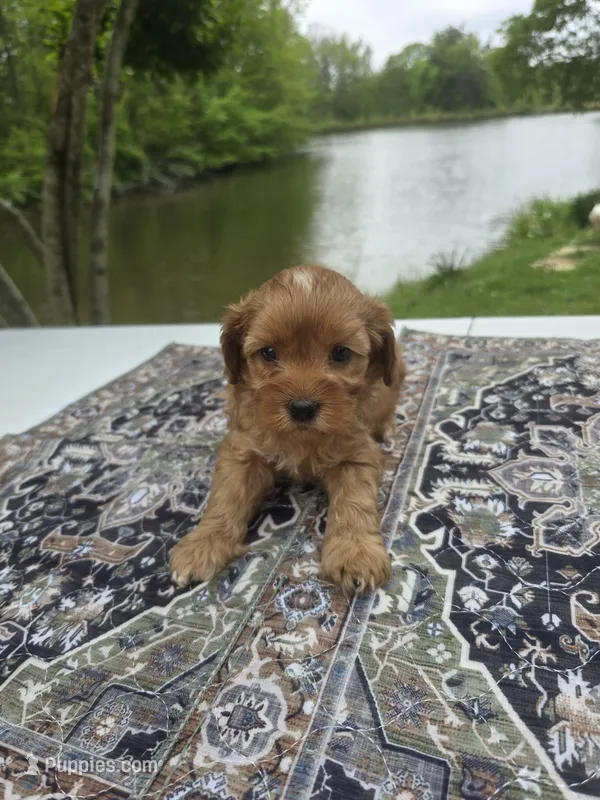 Red  – Cavapoo puppy for sale in Lexington, TN