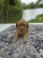 Red , a male Cavapoo for sale in Lexington, TN – Photo 1 of 5