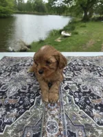 Red , a male Cavapoo for sale in Lexington, TN – Photo 3 of 5