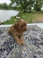 Red , a male Cavapoo for sale in Lexington, TN – Photo 4 of 5