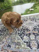 Red , a male Cavapoo for sale in Lexington, TN – Photo 5 of 5