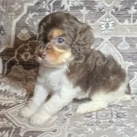Latte, a female Cavapoo for sale in Lexington, TN – 2 of 4