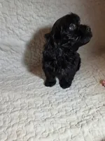 Raven, a female Cavapoo for sale in Lexington, TN – 3 of 5