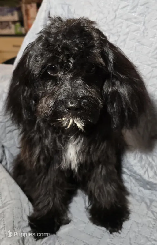RAVEN – Cavapoo puppy for sale in Lexington, TN