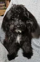 RAVEN, a female Cavapoo for sale in Lexington, TN – 1 of 1