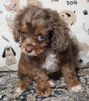 Harley, a male Cavapoo for sale in Lexington, TN – 1 of 3