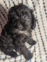 Smokey, a male Cavapoo for sale in Lexington, TN – 3 of 4
