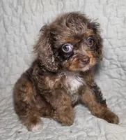 Harley Davey, a female Cavapoo for sale in Lexington, TN – 2 of 2